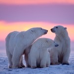 Windows On The Wild – A Canadian Adventure Of A Lifetime
